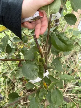 Foto treephoto-r1pjn2hemdcqvznu9jm0t90d.jpeg