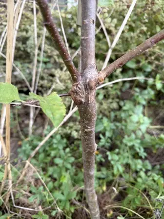 Foto treephoto-unnohv1uridl76ddwehhh7wd.jpeg