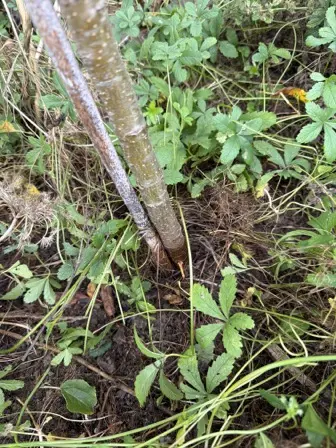 Foto treephoto-wkp2dia5i2c2qhcw7wyvqi41.jpeg