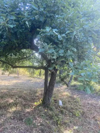 Foto treephoto-e5jghux1bdu5cqa2u9ubhmht.jpeg