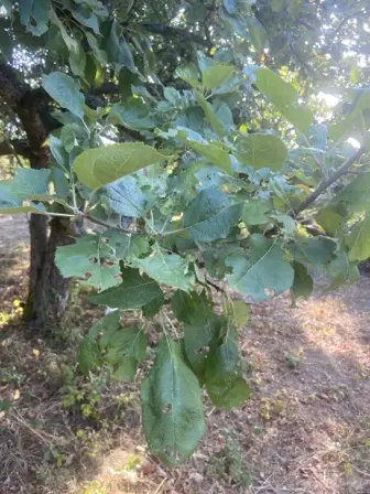 Foto treephoto-mqdy69d5p6vau4utmfe5ve1f.jpeg