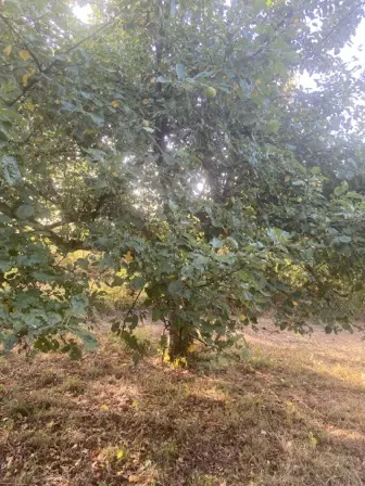 Foto treephoto-twec76iwnuyd7lzrtu2ssipd.jpeg