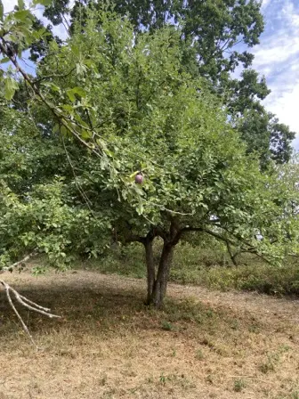 Foto treephoto-w8qbhjoioil4jkbl0bgze0nl.jpeg