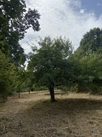 Foto treephoto-wua1a1k06rn19j9cxveke0uh.jpeg