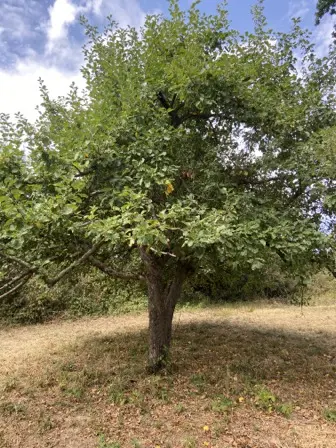 Foto treephoto-y6tp0dn35oen6gyohnyuyige.jpeg
