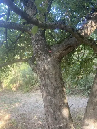 Foto treephoto-ygaci58epwrzzpdu3wcd5wce.jpeg