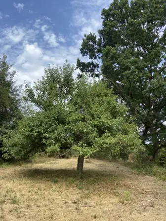 Foto treephoto-zhqp3ynl3ab0djctuxooxglj.jpeg