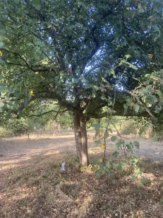 Foto treephoto-zyfjrcd8ksgjx1sl832787qw.jpeg