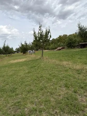 Foto treephoto-dgdczkf4zwqwya32t97fpxye.jpeg