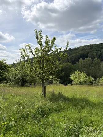 Foto treephoto-u2l2aaa2tt198wyflojykt0v.jpeg