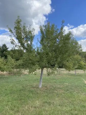Foto treephoto-e947gzmrvr69miw4yln0q44v.jpeg