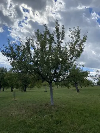 Foto treephoto-ivmcxibs25x6dso2ewra16fk.jpeg