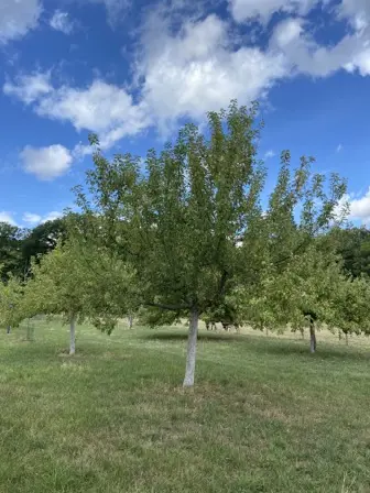 Foto treephoto-z4k1iiskt2s81siql3c9oddb.jpeg