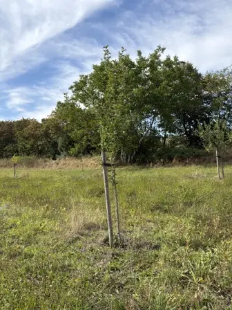 Foto treephoto-d5ehg9xypb5y6ayz9n2rmdb7.jpeg