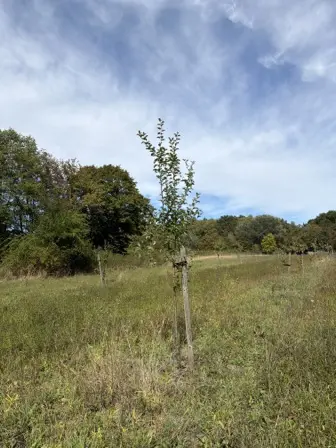 Foto treephoto-ei4o704ihchnzh0l7mgvvw01.jpeg