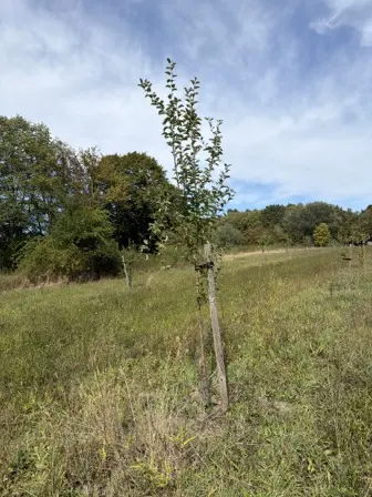 Foto treephoto-q3hut3ehvnakq118a8evj4dz.jpeg