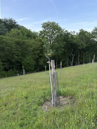 Foto treephoto-bmfvb4sm74m08iqx43l0vgvp.jpeg
