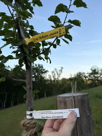 Foto treephoto-c5wodukopgrxzskeh7t99tjo.jpeg