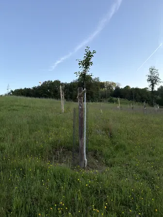 Foto treephoto-qzfc9br7o0mo0sf20tlebx86.jpeg
