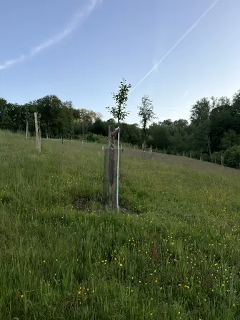 Foto treephoto-vf7eu81xq2e37utp51dmqzxv.jpeg