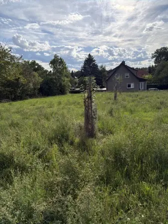 Foto treephoto-pmqt2882h3dhilz3c9ssolkc.jpeg