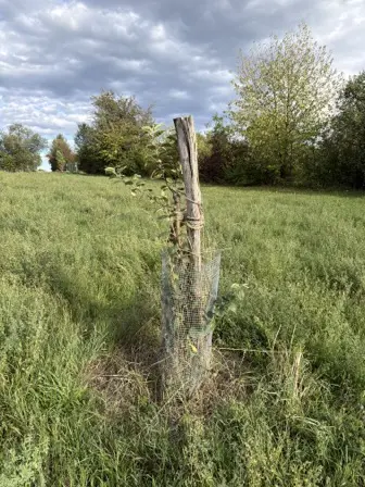 Foto treephoto-yj7uuq59ad98snf99tlisbz7.jpeg
