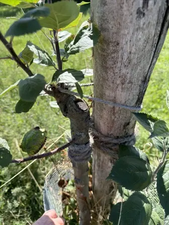 Foto treephoto-zfypsouuq7ym9y2u7e92ud6x.jpeg