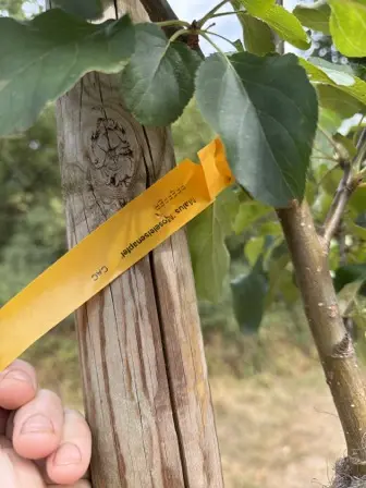Foto treephoto-uyko7qb5l9jtlqi9q19oi99v.jpeg