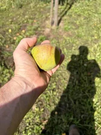 Foto treephoto-a19wamhb10v19ceb91niwe22.jpeg