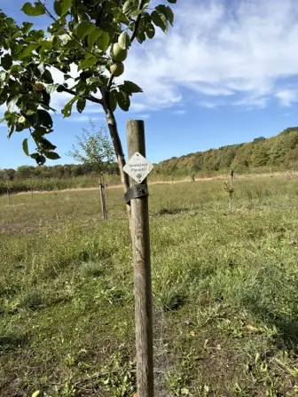 Foto treephoto-c0ha4nf9ijznm5toy54ll8yy.jpeg
