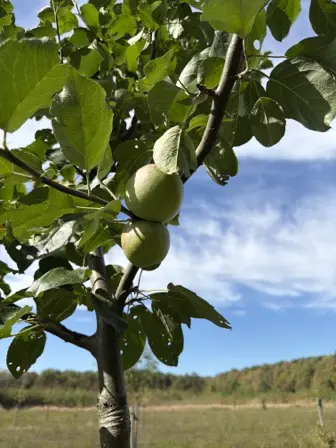 Foto treephoto-fhp8hp3tv9oqmmpbjcxqkuzt.jpeg