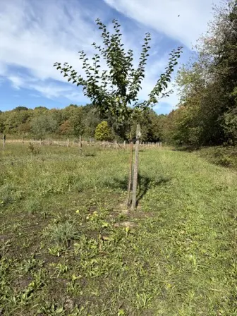 Foto treephoto-gz737znt8ad0ub3zn3rmfd05.jpeg