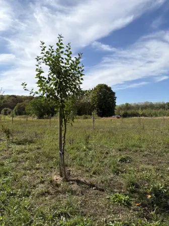 Foto treephoto-hxye6zs6pxbff2nhhvpt94ki.jpeg