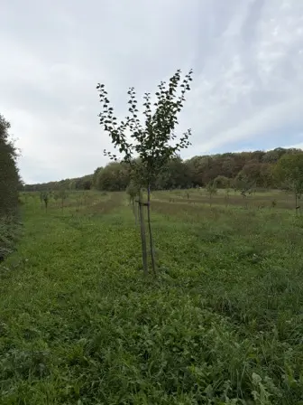 Foto treephoto-p4b3ief92qjbfou5n4fjtwrb.jpeg