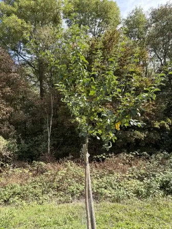 Foto treephoto-r2krmp2sx8463nwx7d3k7oem.jpeg