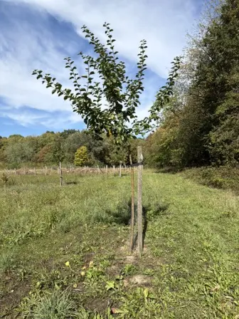 Foto treephoto-uupqxgeiedtqt51924100bbz.jpeg