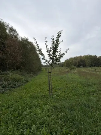 Foto treephoto-yym4ikljenvvzyqro8hz2m5b.jpeg