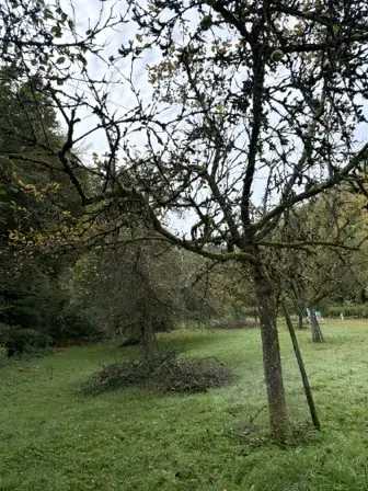 Foto treephoto-ht5yqxwkzq2e86dgjlcvjygh.jpeg