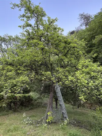 Foto treephoto-l3de3vz8zhx0kxctpnyc9t5g.jpeg