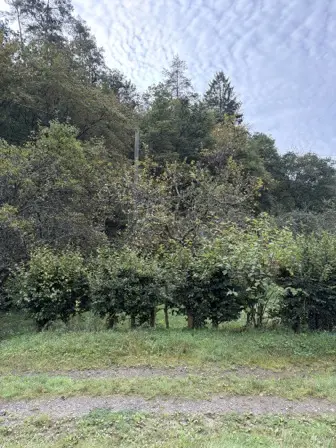 Foto treephoto-mjlimmomczu6nukyfw8azkcy.jpeg