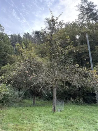 Foto treephoto-p8lrvq8c2w3wab3683kq2mpp.jpeg