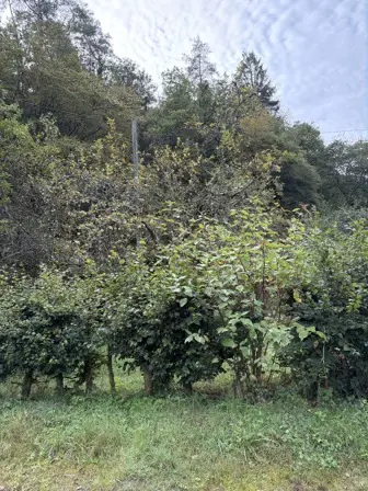 Foto treephoto-szj9wnxpw6mo5v0hecm2zjft.jpeg