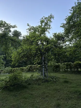 Foto treephoto-ze4cieq33ktx1t7cs9lofmmm.jpeg