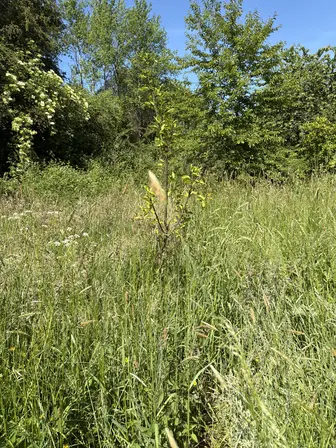 Foto treephoto-a4glky30ghfmkl0i8zhhkwfe.jpeg