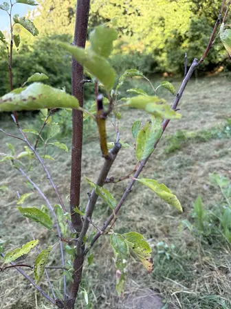 Foto treephoto-asmo2j0m30ur32c02ls76hai.jpeg