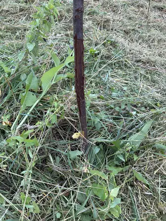 Foto treephoto-cc8hsuioefveg2dniv9of8cp.jpeg