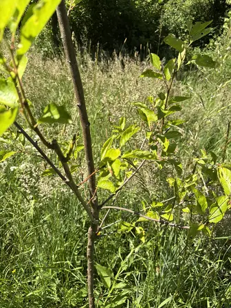 Foto treephoto-gdy3duaxbqsnt9crtjitazaz.jpeg