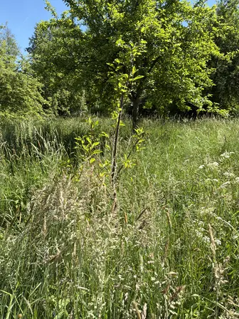 Foto treephoto-hbedkaf7m5ifnzcrp6apdwci.jpeg