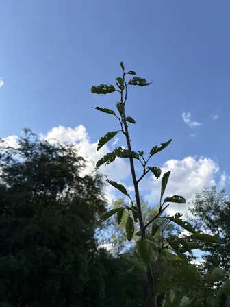 Foto treephoto-hw3rw9oy9jlafkhivuxkzjrk.jpeg
