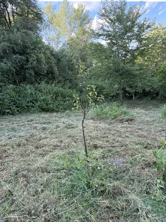 Foto treephoto-i0ckiepvk5n9kfqmpzwrdo8w.jpeg